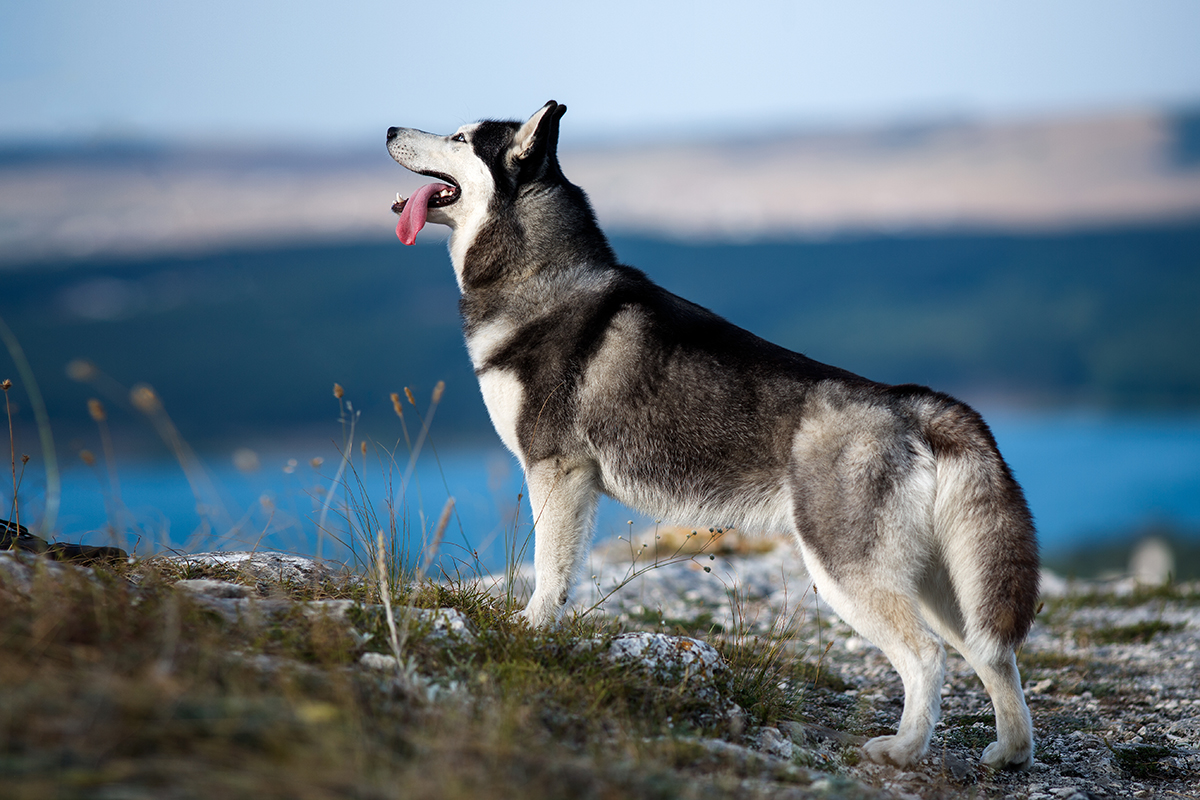 Husky siberiano: mis ancestros son lobos. ¡Auuuuu! Fuente: Shutterstock