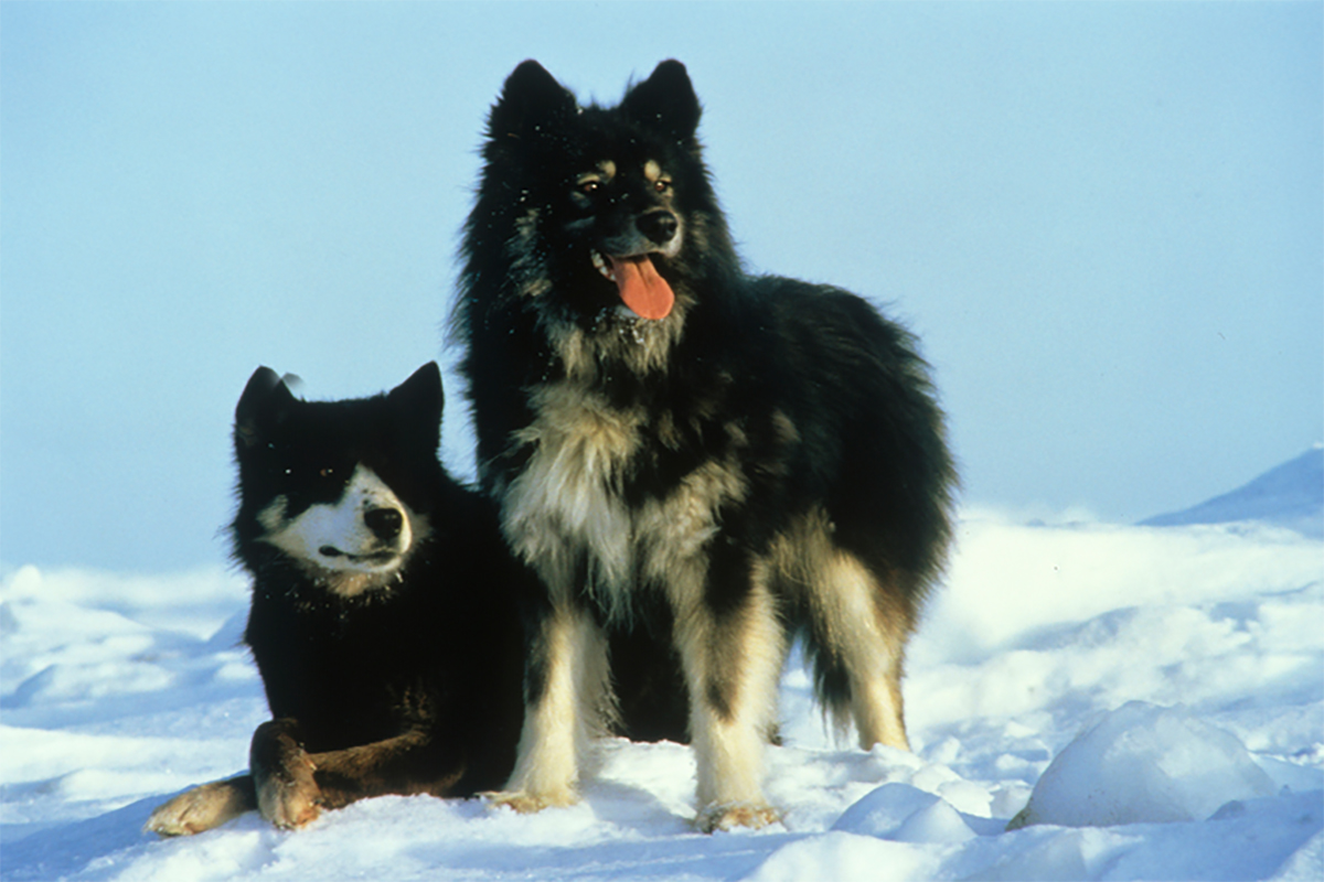 Taro and Jiro from the 'Antarctica' movie (1983). Photo courtesy: usatiki.ru