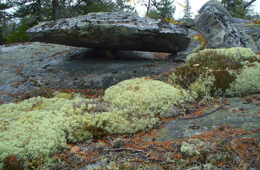 Wild nature of Karelia. Photo courtesy: Dmitri Aleshkin