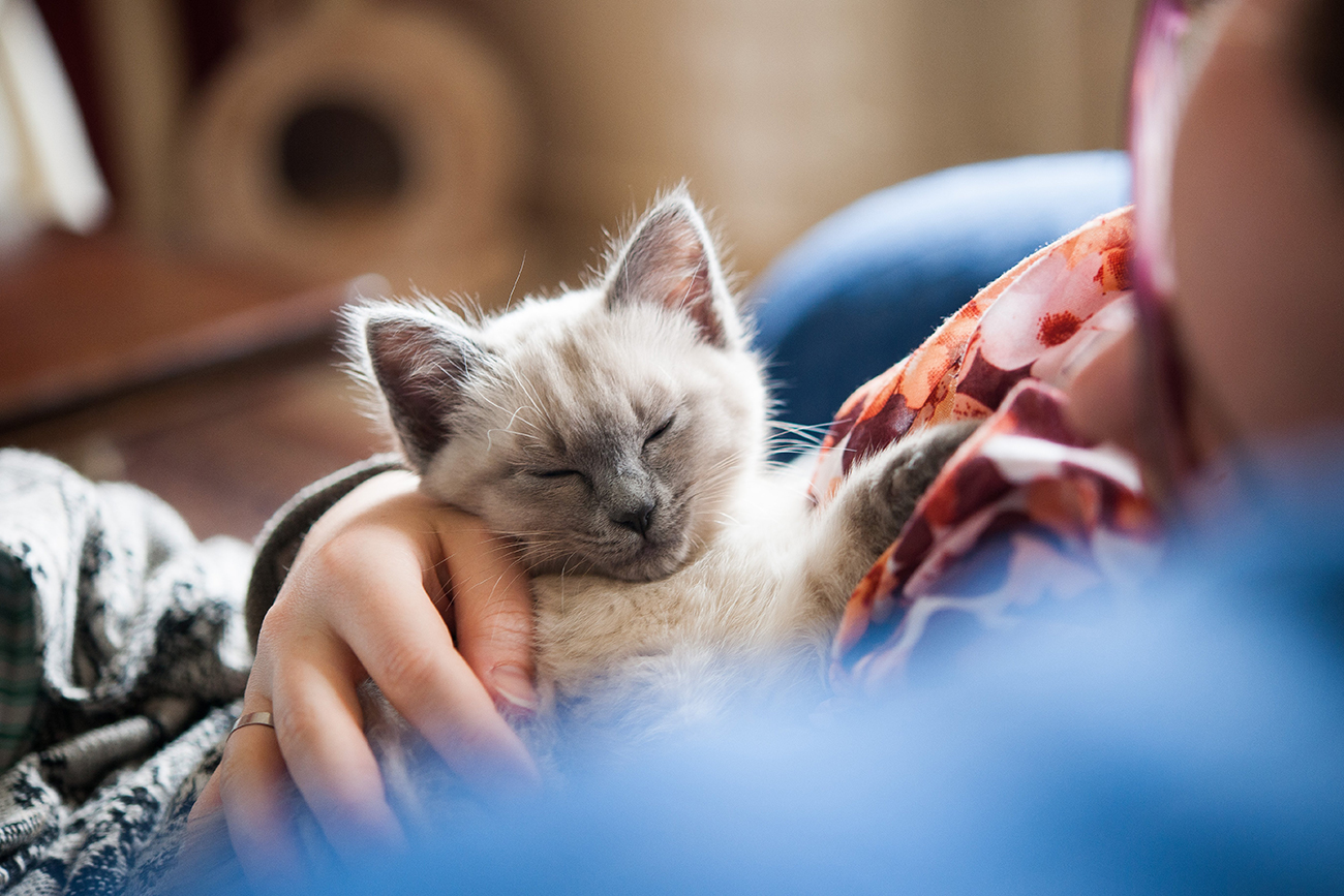 Katzen können in Kirow nun auch stundenweise gemietet werden. Das hilft bei der Entscheidung, ob ein Haustier wirklich das Richtige ist. / Global Look Press