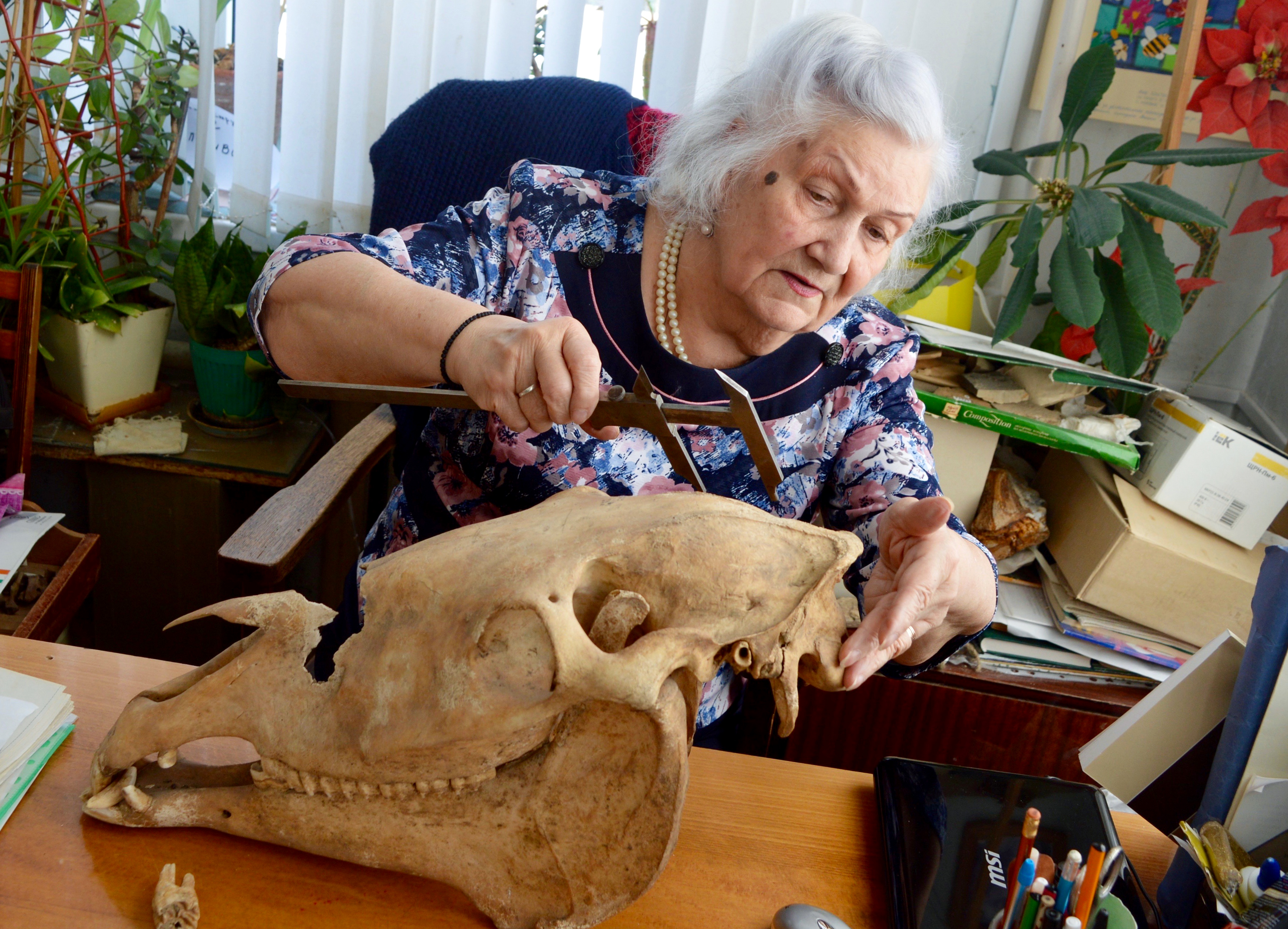 Anna at work. On her table rest the skulls of Medieval horses that were discovered a month ago near the resort town of Kislovodsk. / Photo: Ekaterina Filippovic