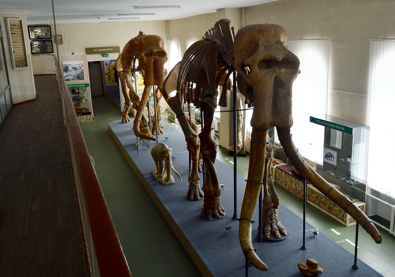 Arkhip and Anna, the Southern mammoths of Stavropol. / Photo: Ekaterina Filippovic