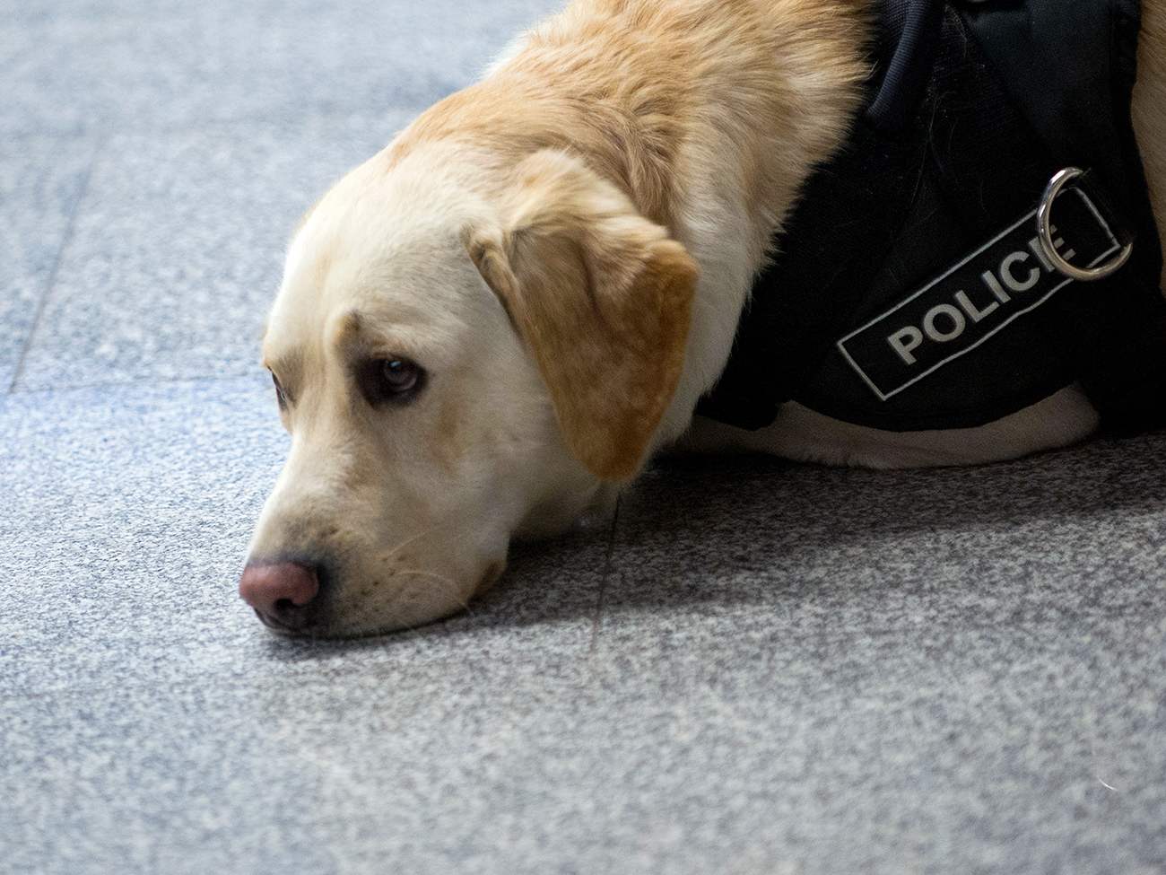 A police dog at the opening of an exhibition dedicated to Moscow Police, at the Metro Gallery on the Vystavochnaya metro station. / Photo: Alexander Vilf/RIA Novosti