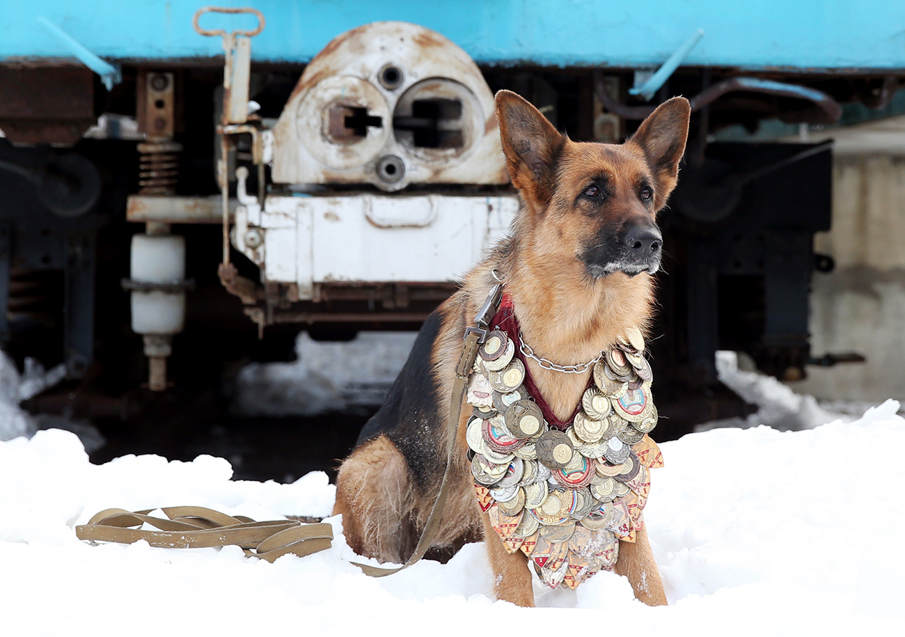 Tel un héros, ce chien protège quotidiennement les passagers du métro moscovite. Cette photo fut prise au Centre de cynologie (science dédiée à l'étude des chiens) du Métropolitain de Moscou. Les chiens d'intervention y sont chaque jour entraînés à chercher et à découvrir des explosifs, drogues et autres substances psychotropes. Crédit : Artyom Geodakyan / TASS 