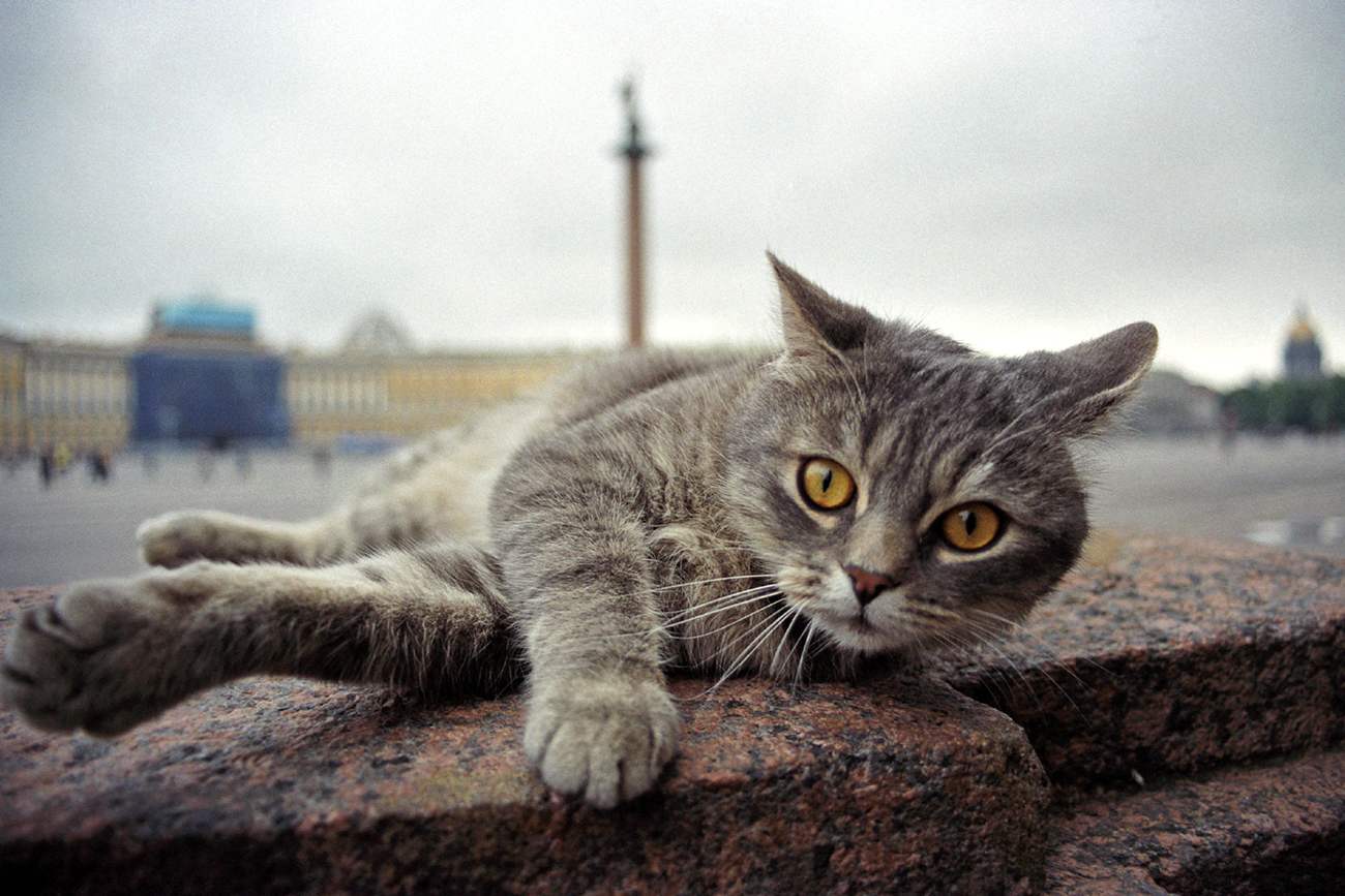 Felinos já se tornaram marca registrada do Hermitage (Foto: PhotoXpress)