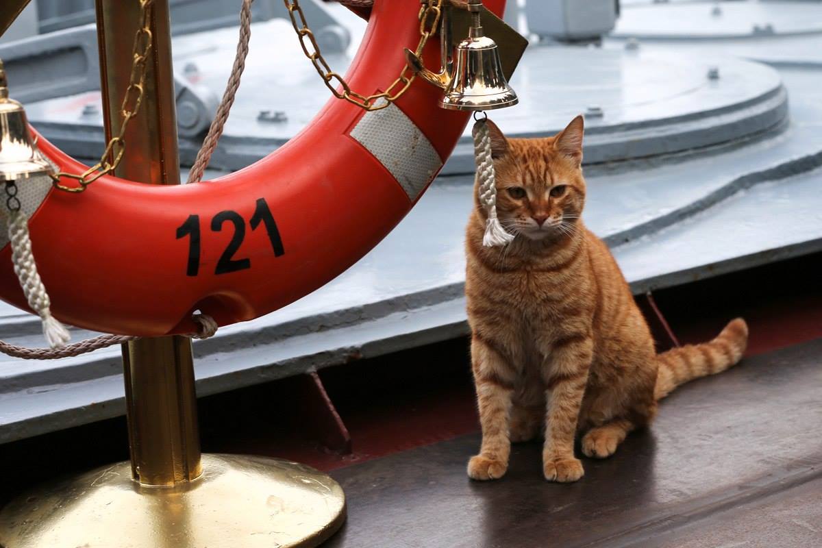 Marinha apresenta primeiro gato a acompanhar viagem militar à Síria width=