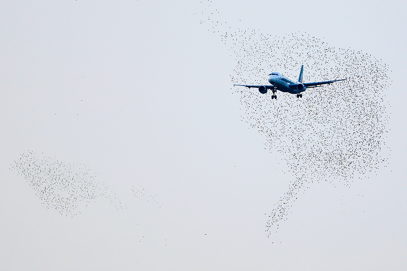 An Alitalia plane approaches to land as starlings fly at Fiumicino international airport in Rome October 14, 2013. Reuters