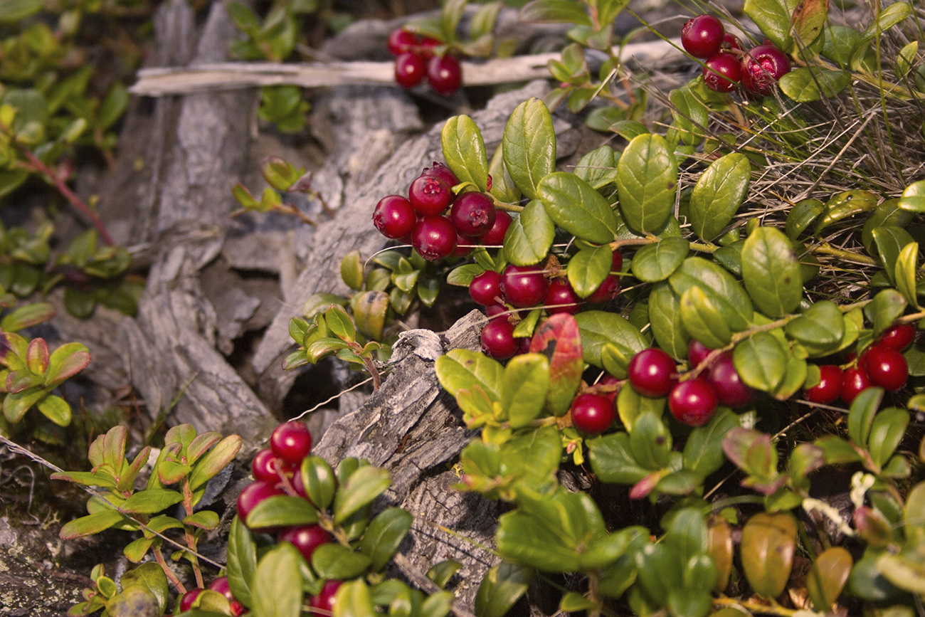 There are many cowberry bushes in the taiga. Source: Imagebroker/Global Look Press