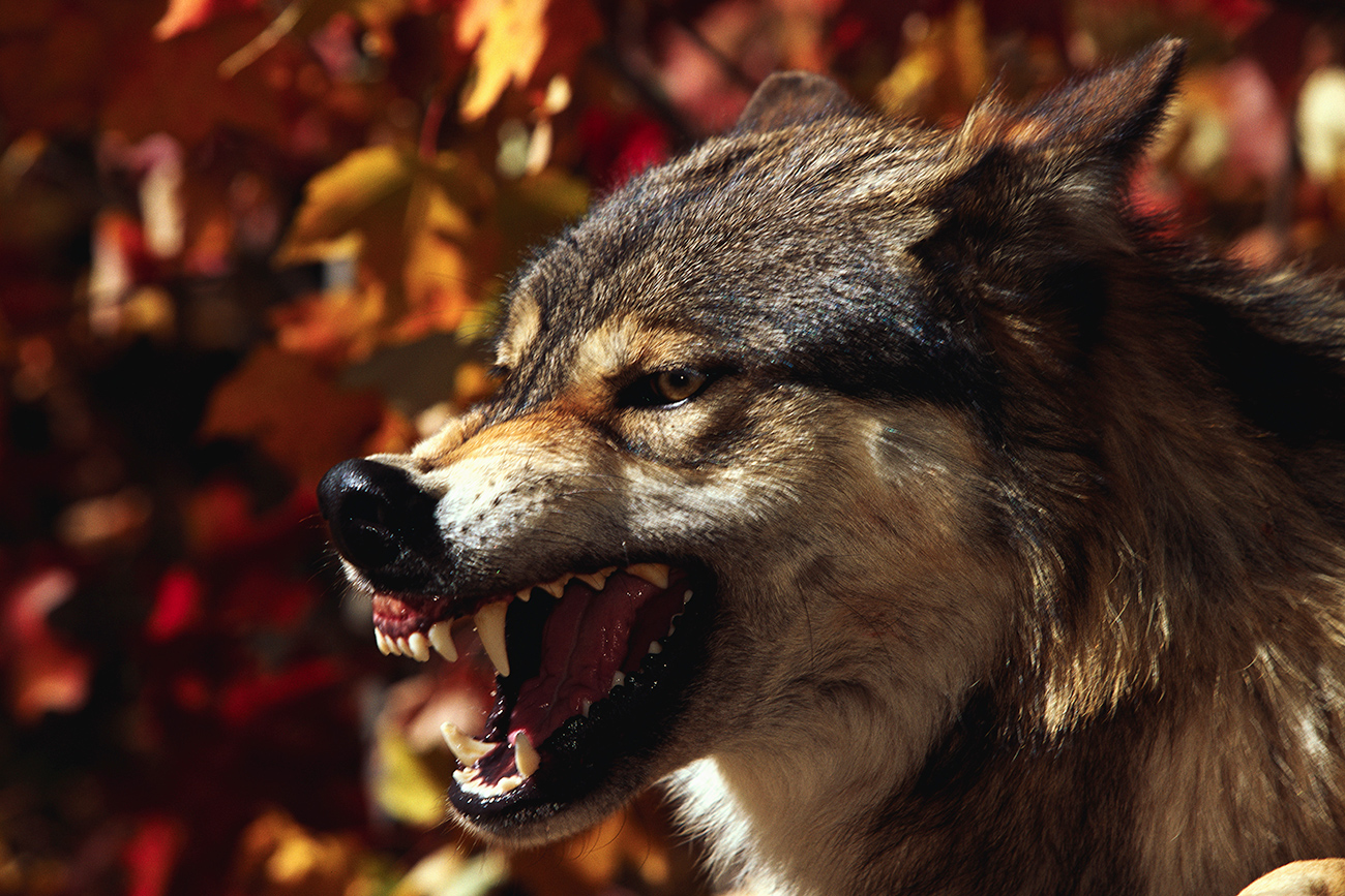 The best way to stay safe from wolves is to climb a tree. Source: Getty Images