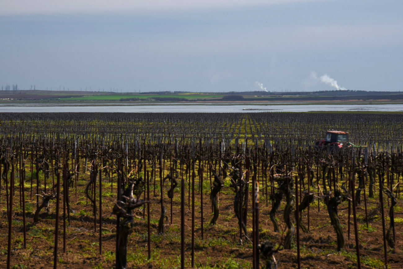 Fanagoria est l’une des plus grandes régions russes productrices de vin. Elle est située sur la péninsule de Taman, entre la mer Noire et la mer d’Azov, dans la région russe de Krasnodar. Ses vignes s’étendent sur plus de 2 800 hectares et produisent plus de 20 millions de litres de produits alcoolisés par un.