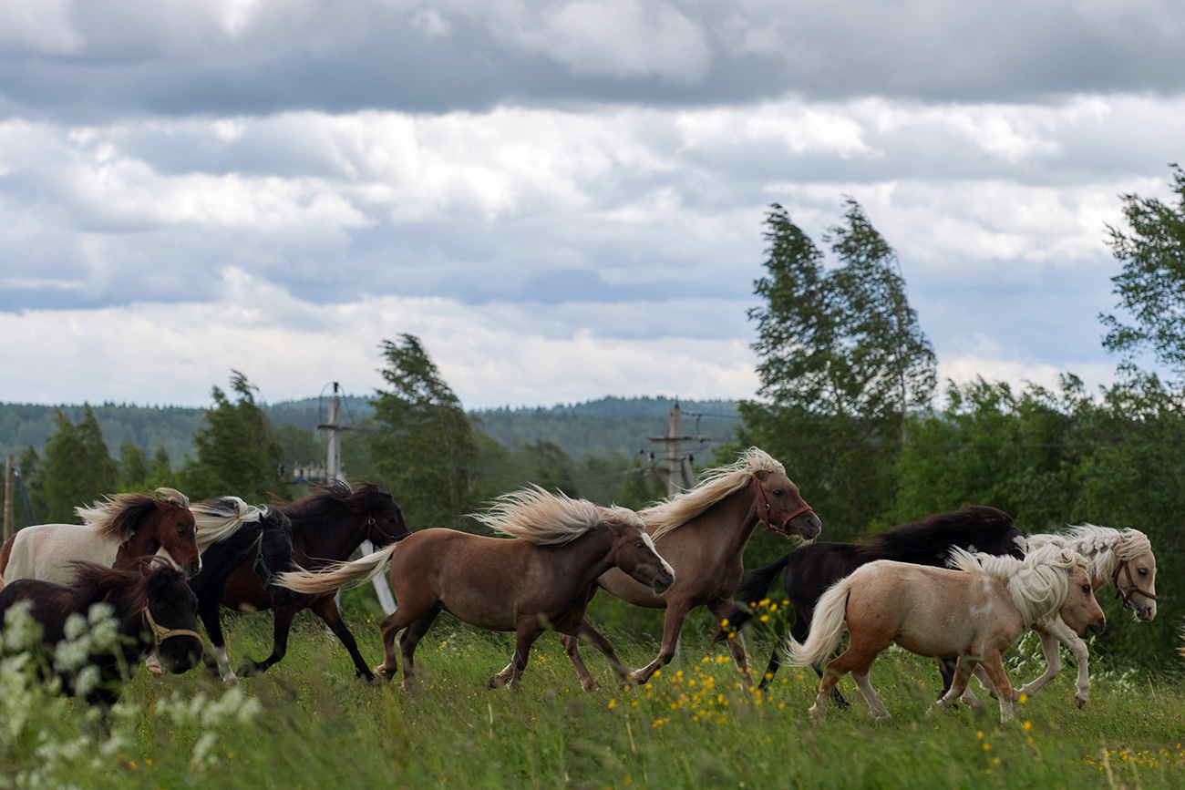 Cavalos miniatura na aldeia de Skotnoie, na região de Leningrado (Foto: Aleksêi Danitchev/RIA Nôvosti)