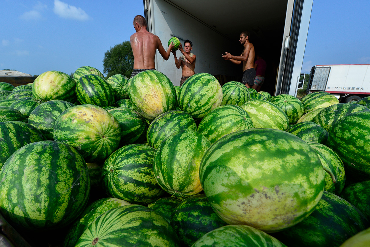 Caminhão é carregado com melancias recém-colhidas em fazenda na vila de Annenka (Foto: Iúri Smitiuk/TASS)