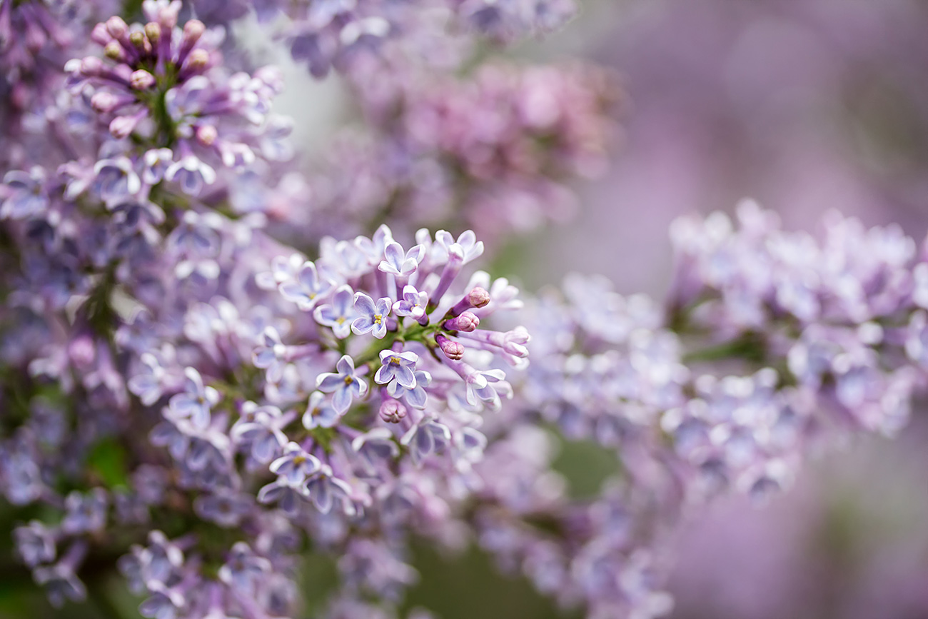Soviet kids believed that five petaled lilac flowers had some magical properties and would be hunted and devoured in great quantities. Source: Galina Barbieri/Global Look Press