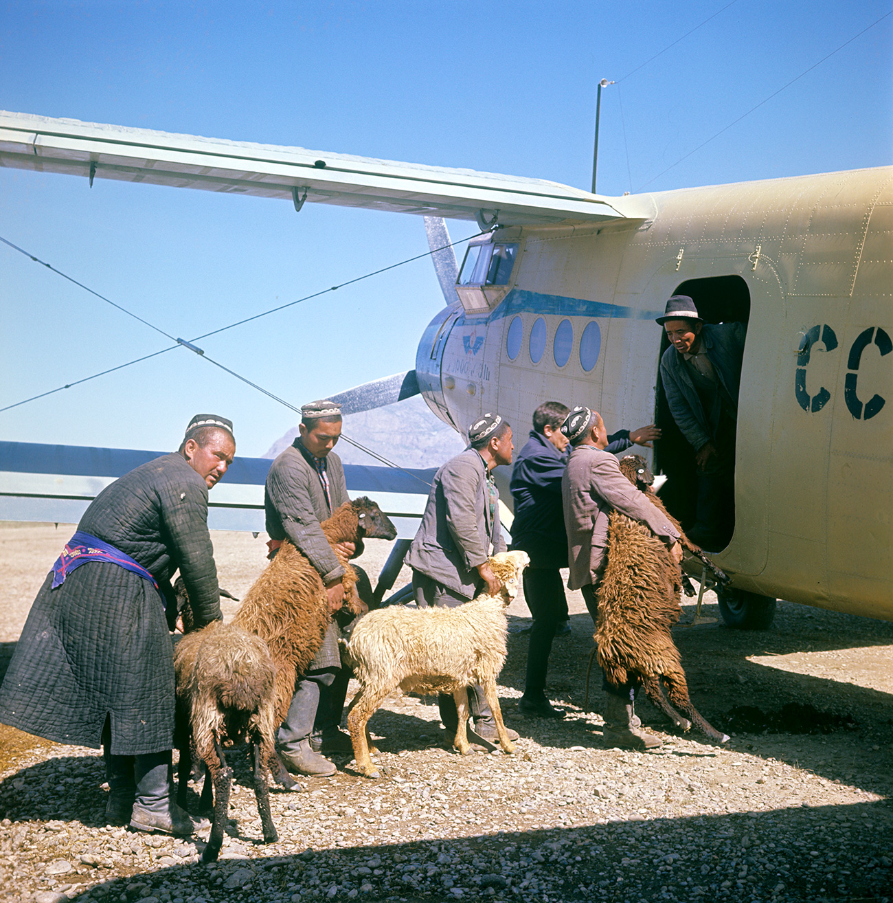 Loading sheep into an An-2 aircraft in the Uzbek S.S.R. in 1967. Source: E. Vilchinskiy/RIA Novosti