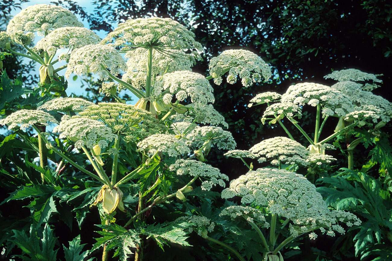 L’Heracleum Sosnowskyi, può crescere fino all’altezza di cinque metri. Fonte: Imago stock&people/Global Look Press