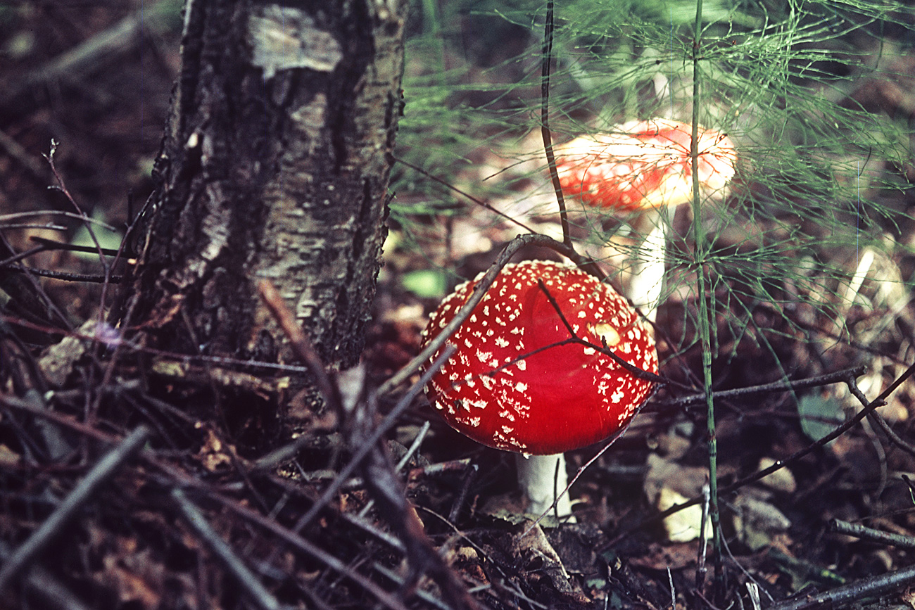 Amanita muscaria (matamoscas o falsa oronja). Fuente: Vladímir Minkevich/RIA Novosti