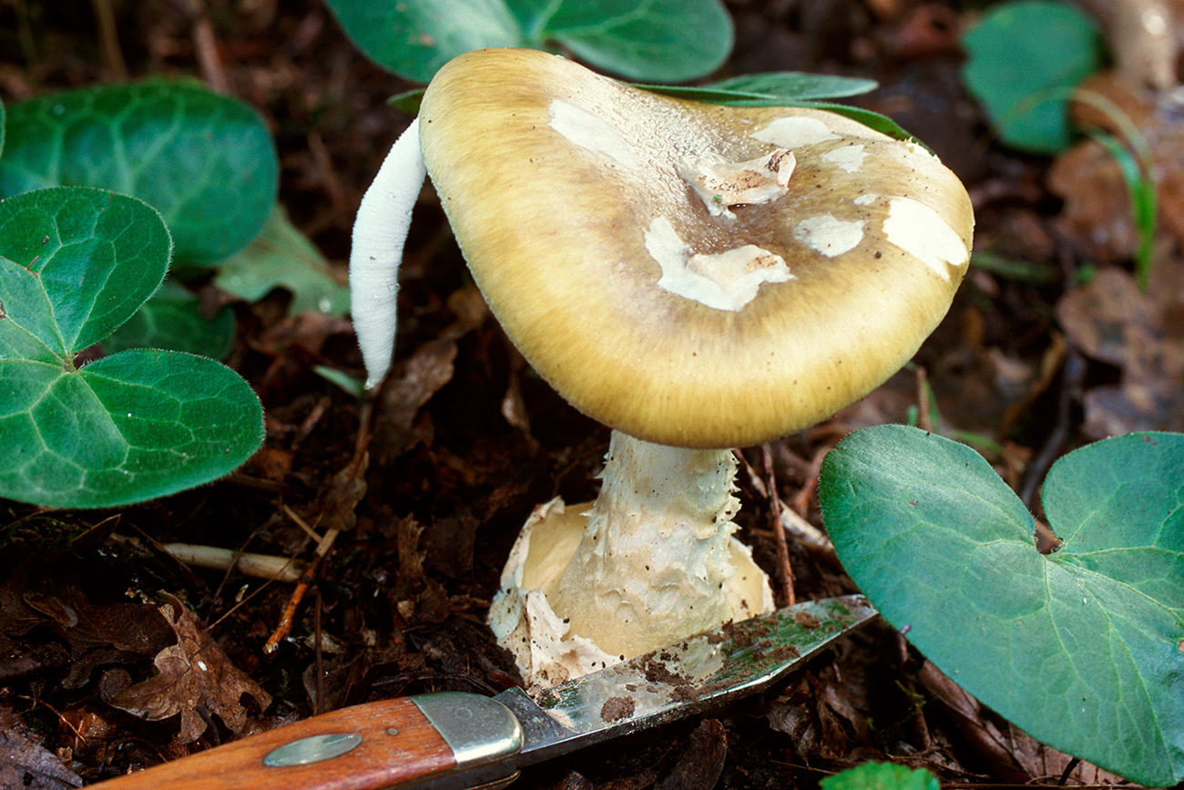 La Tignosa verdognola (nome scientifico: Amanita phalloides) è il fungo più pericoloso: porta alla morte o a danni permanenti al fegato. Fonte: Arco Images/Global Look Press