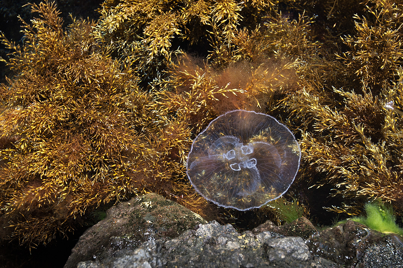 Una medusa nel Mar Nero, Riserva naturalistica di Kara Dag, Crimea. Fonte: Sergej Malgavko/RIA Novosti