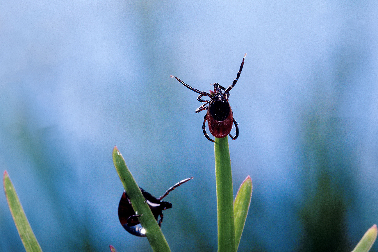 Ticks like to climb on a cute blade of grass or a leaf waiting for the victim. / Global Look Press