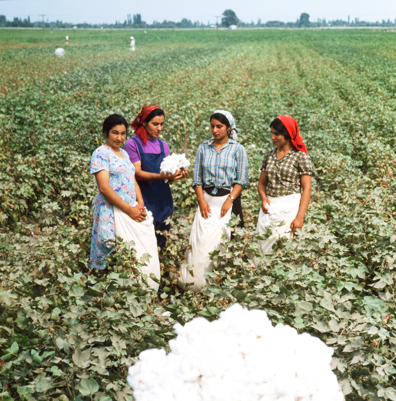 Aserbaidschan, August 1979 / F Nuraliyev/TASS