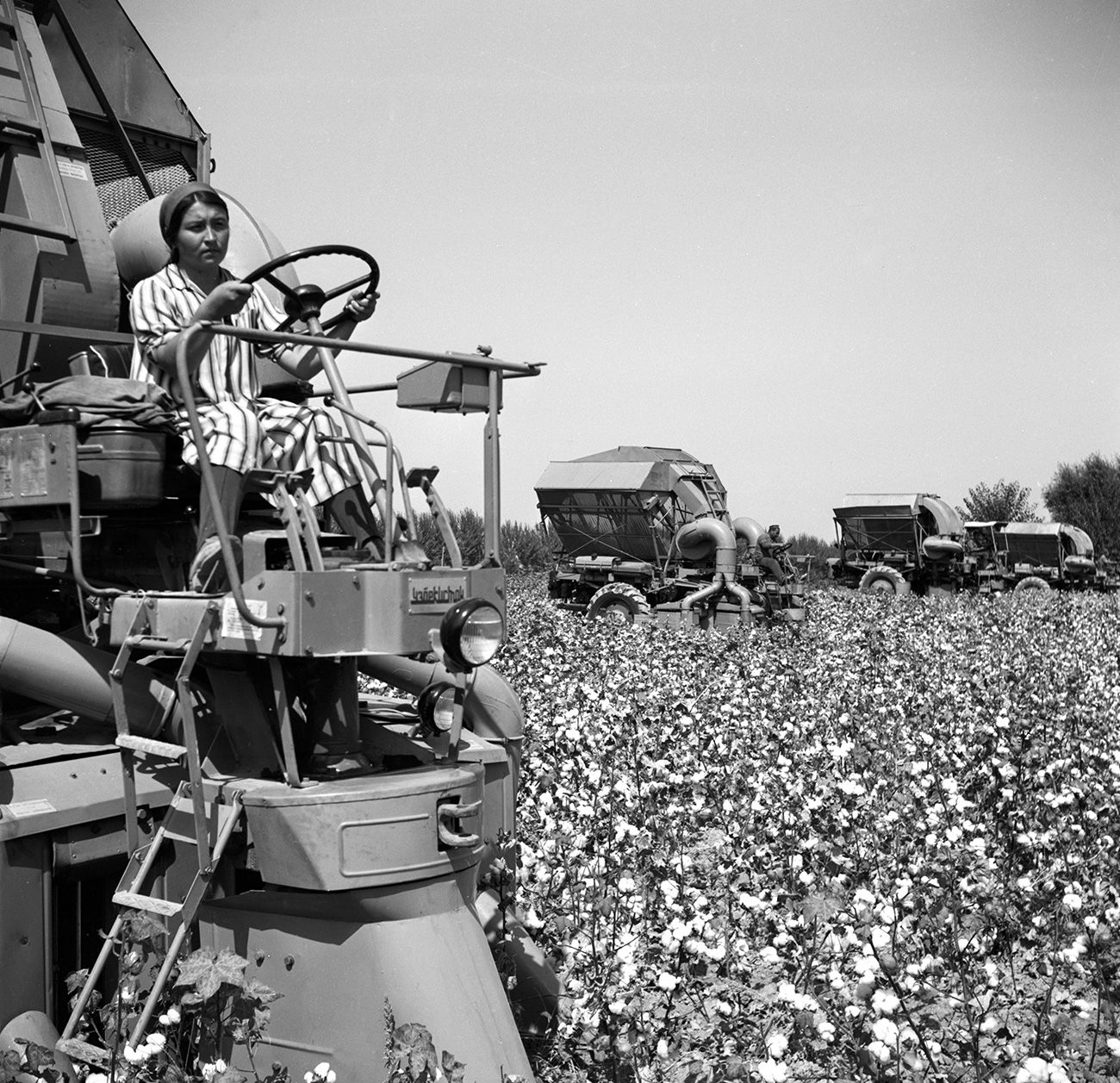 　共和国の中央部が必要としていた綿は、一部の地域にとって災難であった。特に、ウズベク共和国でたくさん栽培されていた。／／ウズベク・ソビエト社会主義共和国、1972年