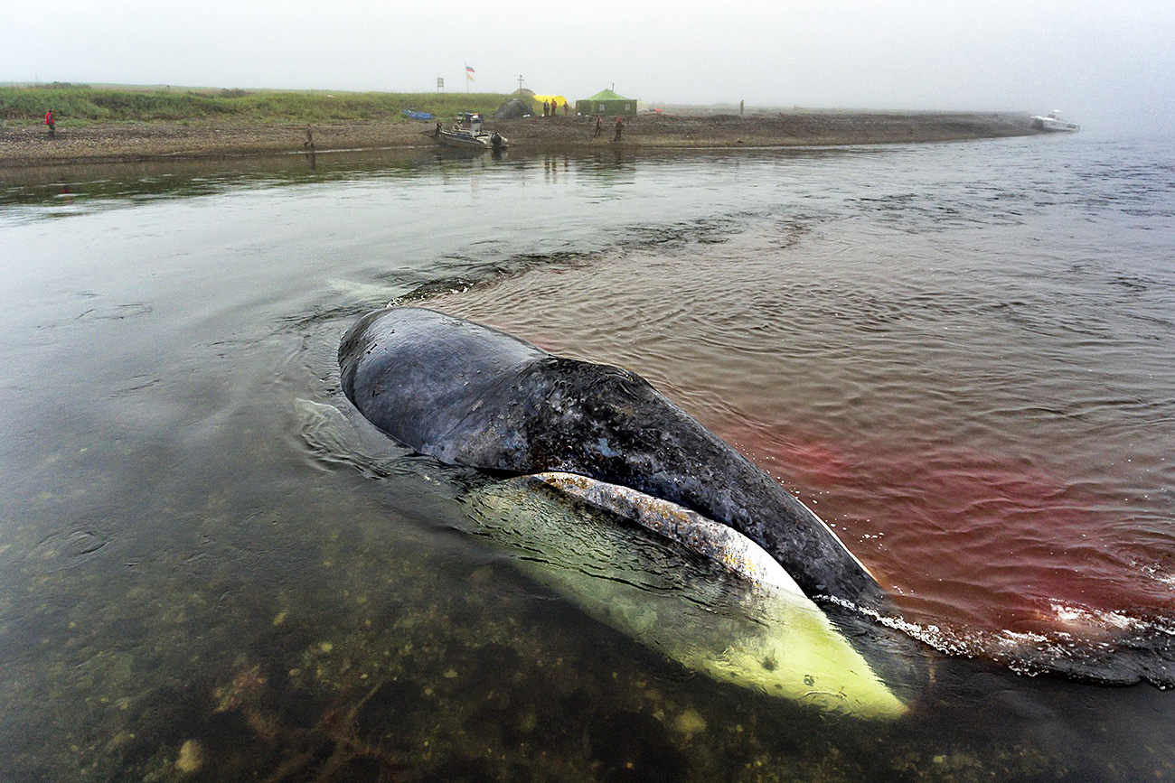 whale / Sergey Dolya Il mammifero marino ha perso sangue, ferendosi nel tentativo di liberarsi dalle secche. Fonte: Sergej Dolja