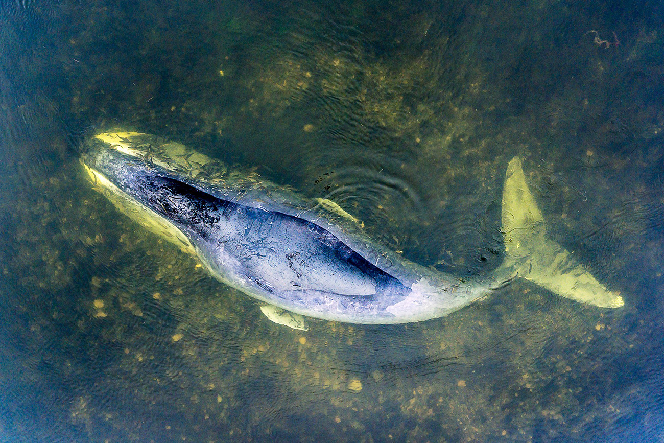 L’esemplare è rimasto bloccato alla foce di un fiume nell’Arcipelago delle Shantar. Fonte: Sergej Dolja