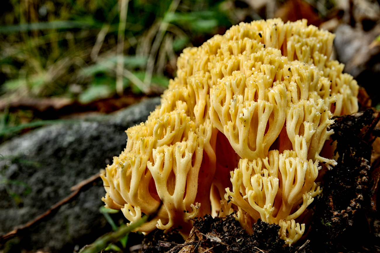 Ramaria flava. Fuente: Legion Media