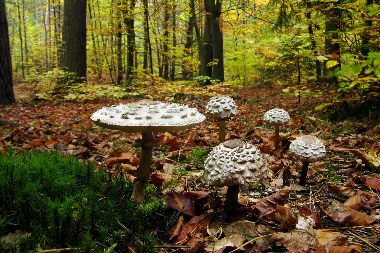 Macrolepiota procera. Fuente: Legion Media