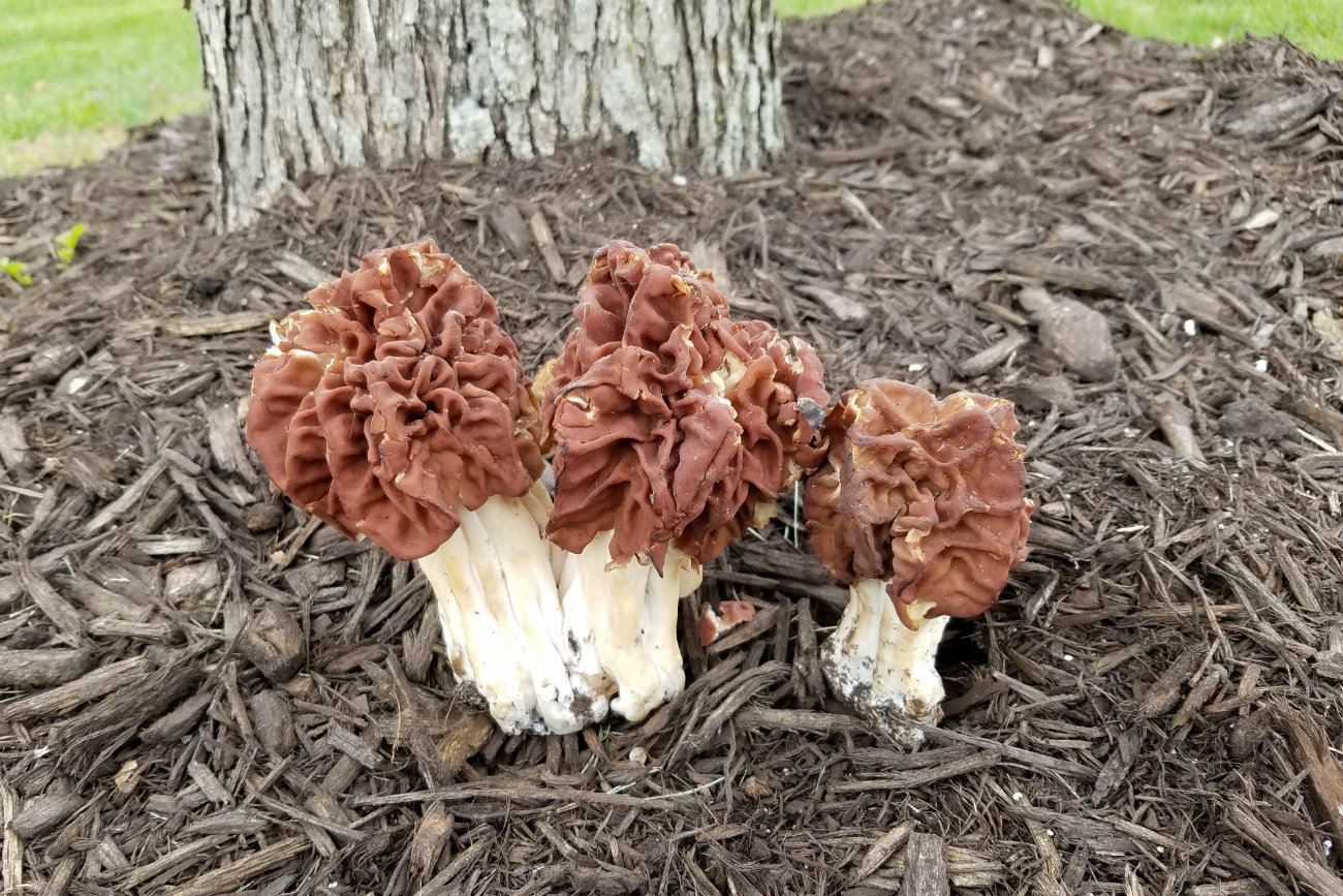 Gyromitra esculenta. Fuente: Legion Media