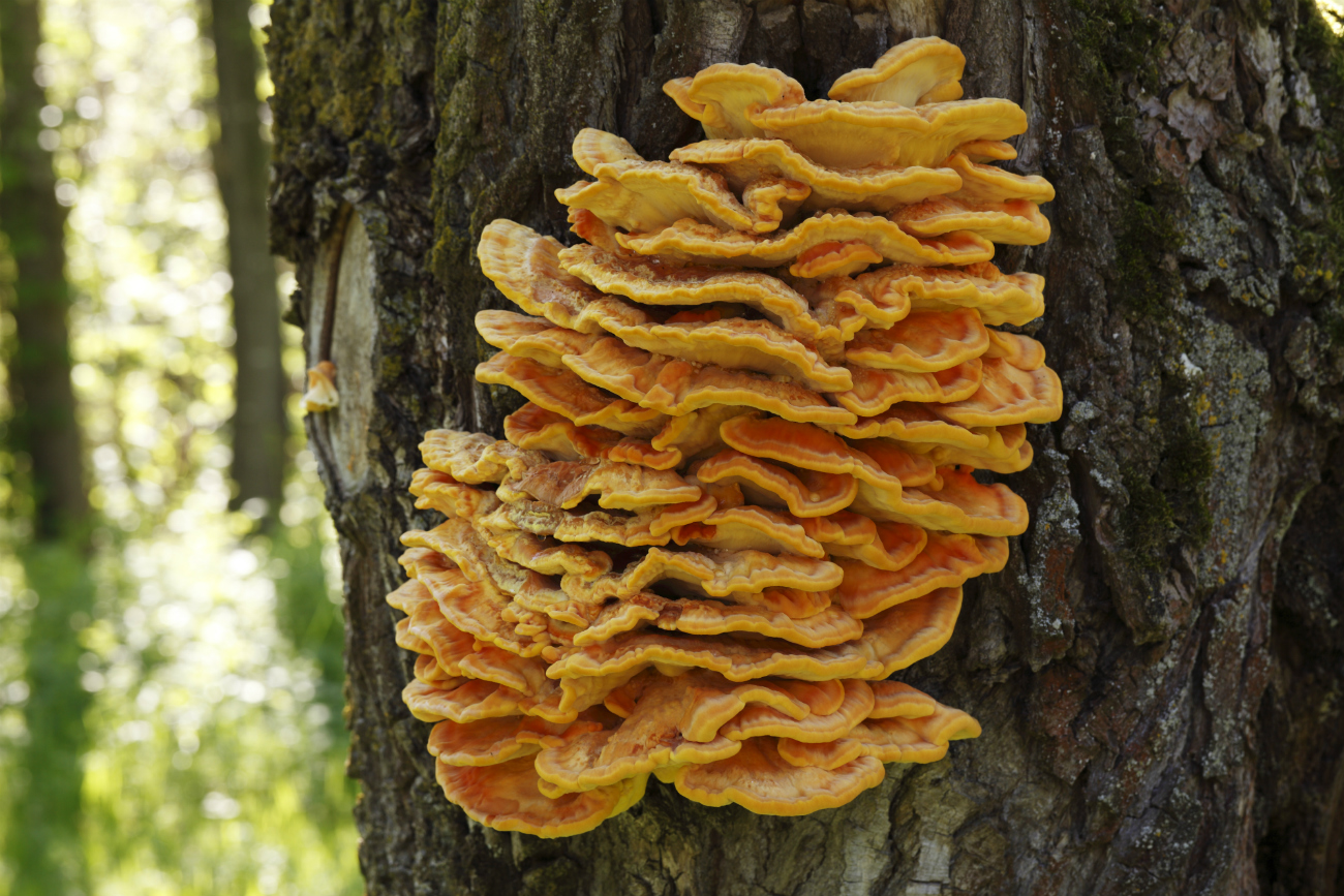 Laetiporus sulphureus. Fuente: Getty Images