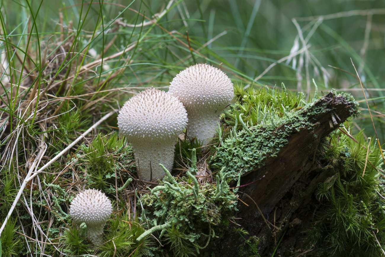 Lycoperdon perlatum. Fuente: Getty Images