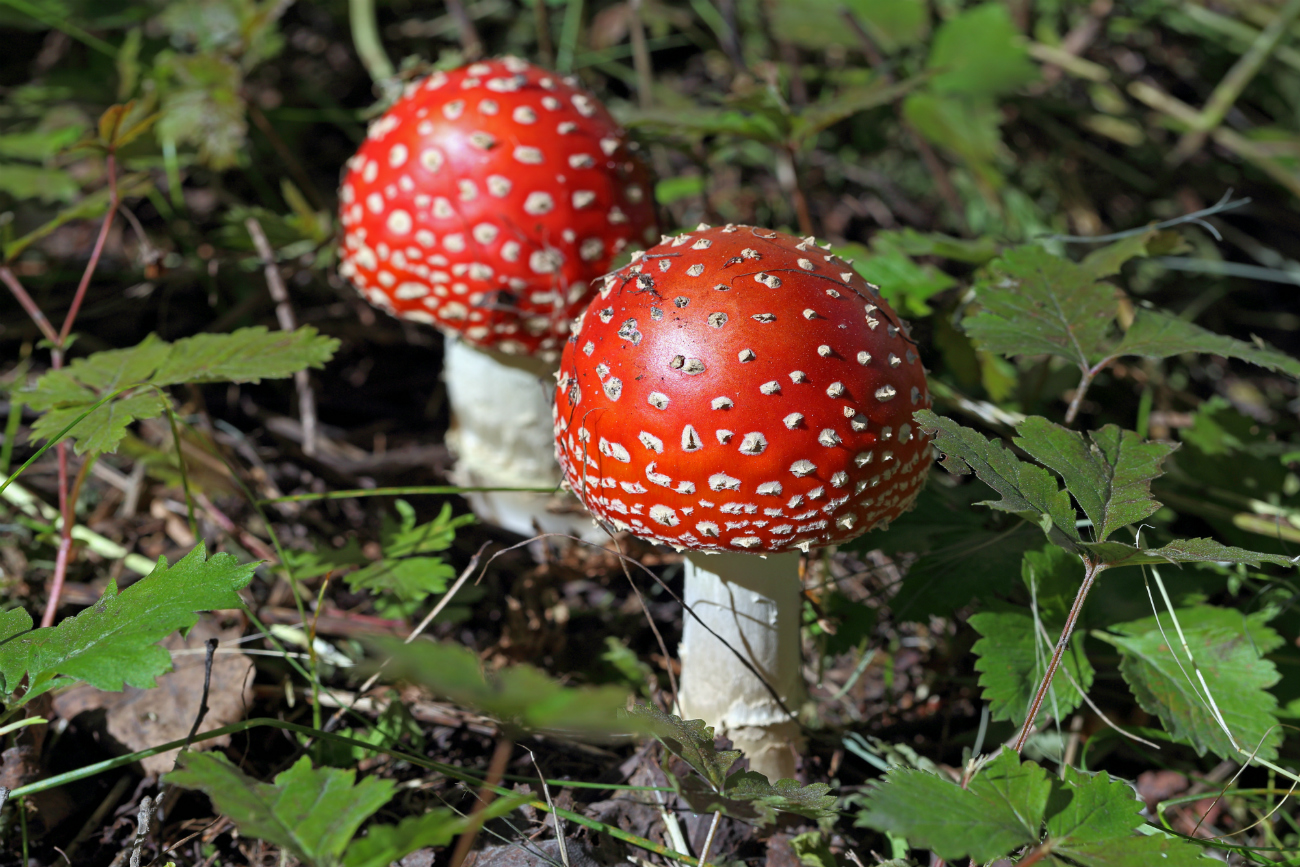 Amanita muscaria. Fuente: Legion Media