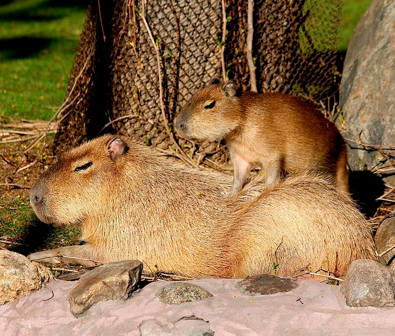 @moscow_zoo_official  / Moscow Zoo