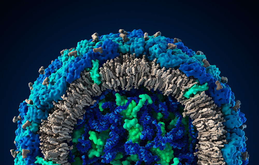 Modelo en 3D del virus Zika en una resolución microscópica.  Fuente: Visual Science
