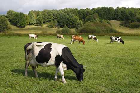 Hat Die Landwirtschaft Russlands Eine Perspektive Russia Beyond De