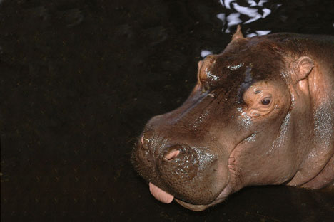 Glyasik, now a star and happy hippo. Photo: TASS