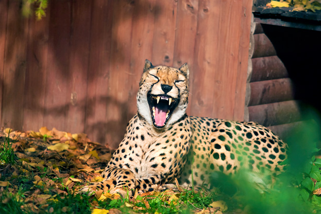 Frank the Cheetah who appears to be laughing in Moscow Zoo in Moscow, Russia. This cheetah must have been told something very very funny as he seems to laugh just like a hysterical hyena. Called Frank, the eight year old resident of Moscow's zoo found himself the subject of the split second reactions of photographer Sergei Gladyshev last month. Lasting only a moment, Sergei rushed to his camera out to capture the unusual facial expression that the cheetah pulled during a tour of the animal park. Reacting as quickly as he could to the amused cat, Sergei, 48, was stunned as this was the first time he had ever seen a cheetah pull such a face. (Photo by Sergei Gladyshev / Barcroft USA / Getty Images)