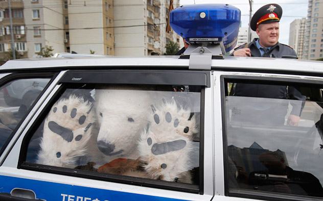 A Greenpeace activist, dressed as a polar bear, sits inside a police car after being detained outside Gazprom's headquarters in Moscow, Russia, Wednesday, Sept. 5, 2012. Russian and international environmentalists are protesting against Gazprom's plans to pioneer oil drilling in the Arctic.