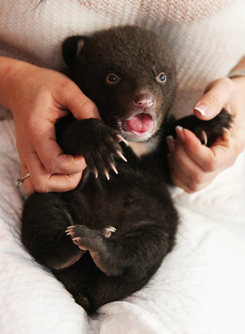 ツキノワグマの赤ちゃん ロシア ビヨンド