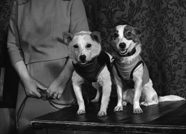 Belka e Strelka, os primeiros animais a orbitar e retornar com vida, em 1960. Foto: Fotosoyuz/Vostock-photo