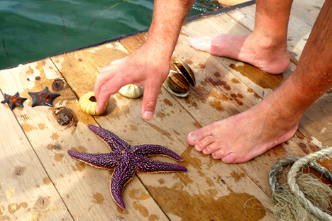 Stars and urchins and scallops. Photo by Errol Chopping