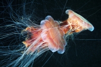  View the gallery: Nineteen frightful beasts under the sea 