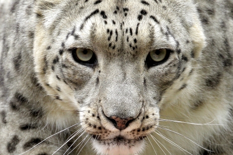 The snow leopard. Source: Reuters / Vostock Photo  