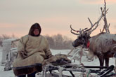 Discover the life of reindeer breeders of the Kola Peninsula 