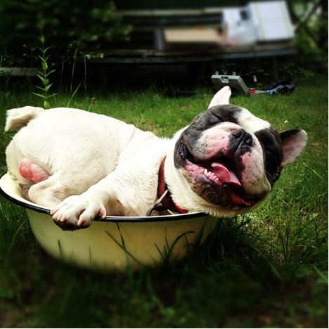 Naughty frogdog Benya enjoys a summer bath 