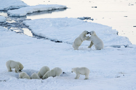 Dozens of polar bears lay siege to village in Chukotka