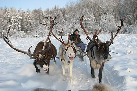 Reindeer farm looks to expand beyond Santa season