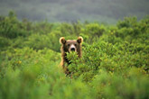 Russian bears searching remote villages for food