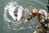 Russian Navy to be armed with Crimean military dolphins